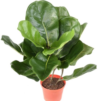 Künstlicher Ficus Lyrata, ca. 44cm hoch, grün
