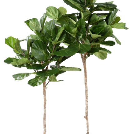 Künstlicher Ficus Lyrata, ca. 175cm hoch, grün
