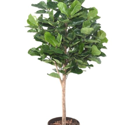 Künstlicher Ficus Lyrata, ca. 180cm hoch, grün