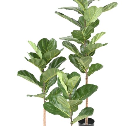 Künstlicher Ficus Lyrata, ca. 75cm hoch, grün