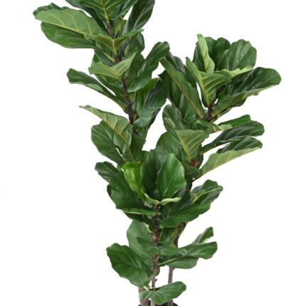 Künstlicher Ficus Lyrata, ca. 130cm hoch, grün
