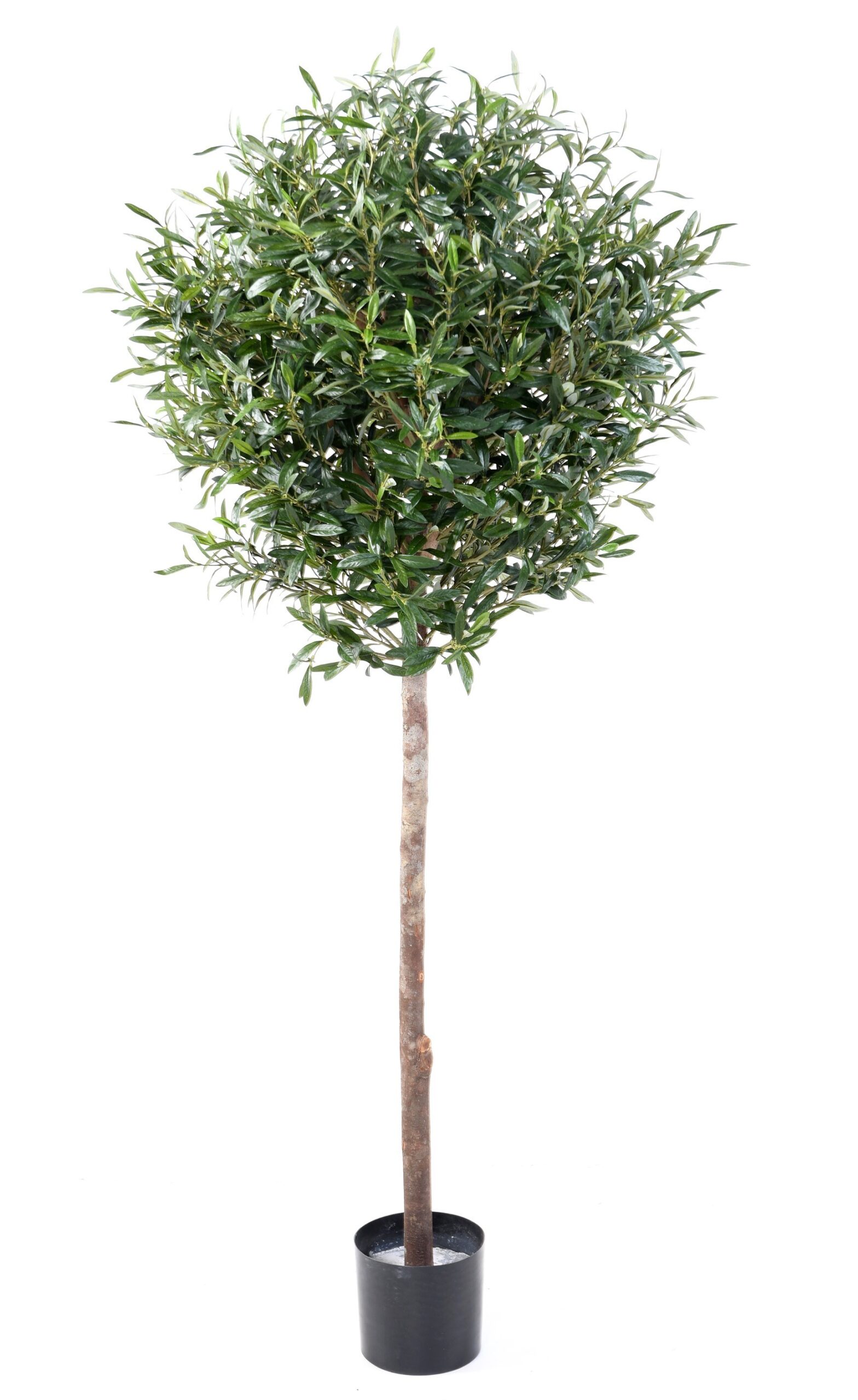 Künstlicher Olivenbaum, ca. 170cm hoch, silbergrün 1 Künstlicher Olivenbaum, ca. 170cm hoch, silbergrün