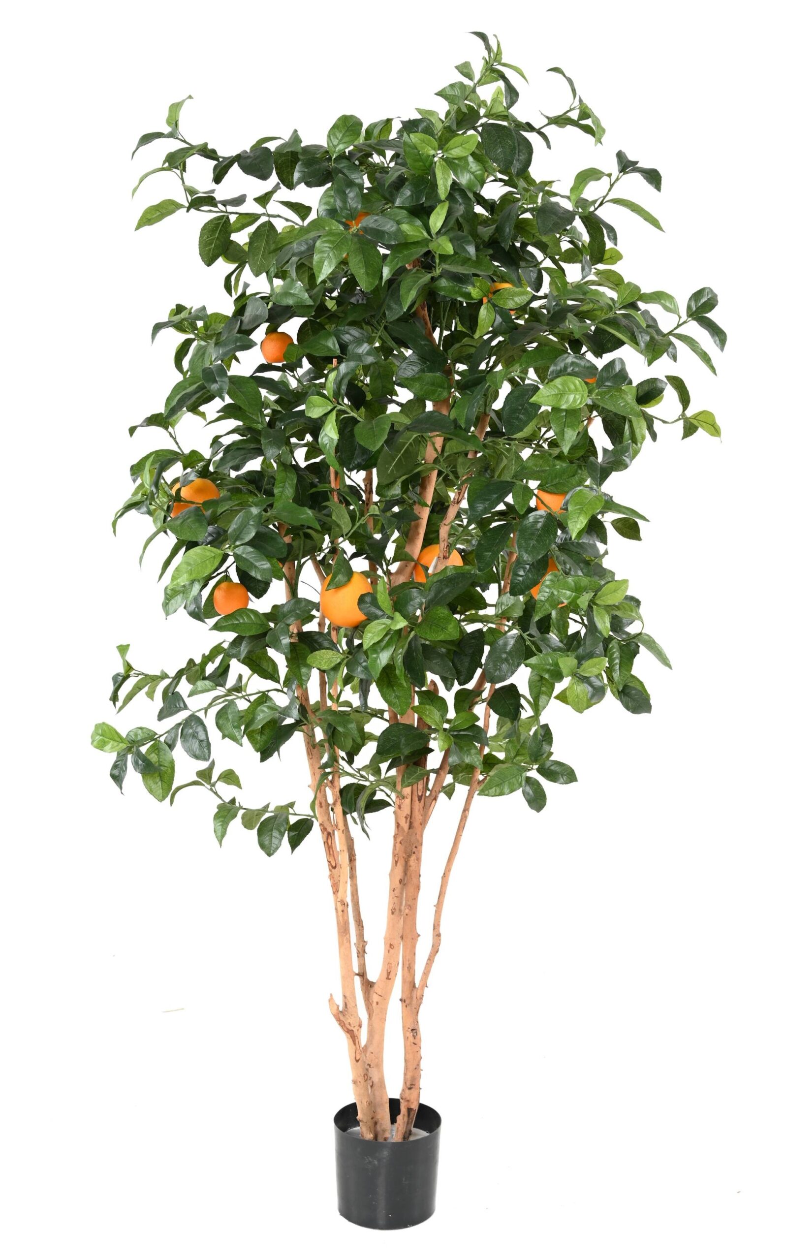 Künstlicher Orangenbaum, ca. 180cm hoch, grün 1 Künstlicher Orangenbaum, ca. 180cm hoch, grün
