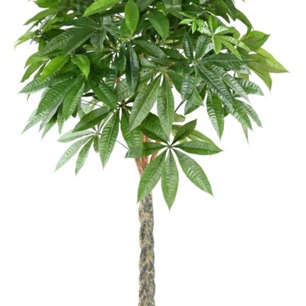 Künstlicher Pachira, ca. 180cm hoch, grün