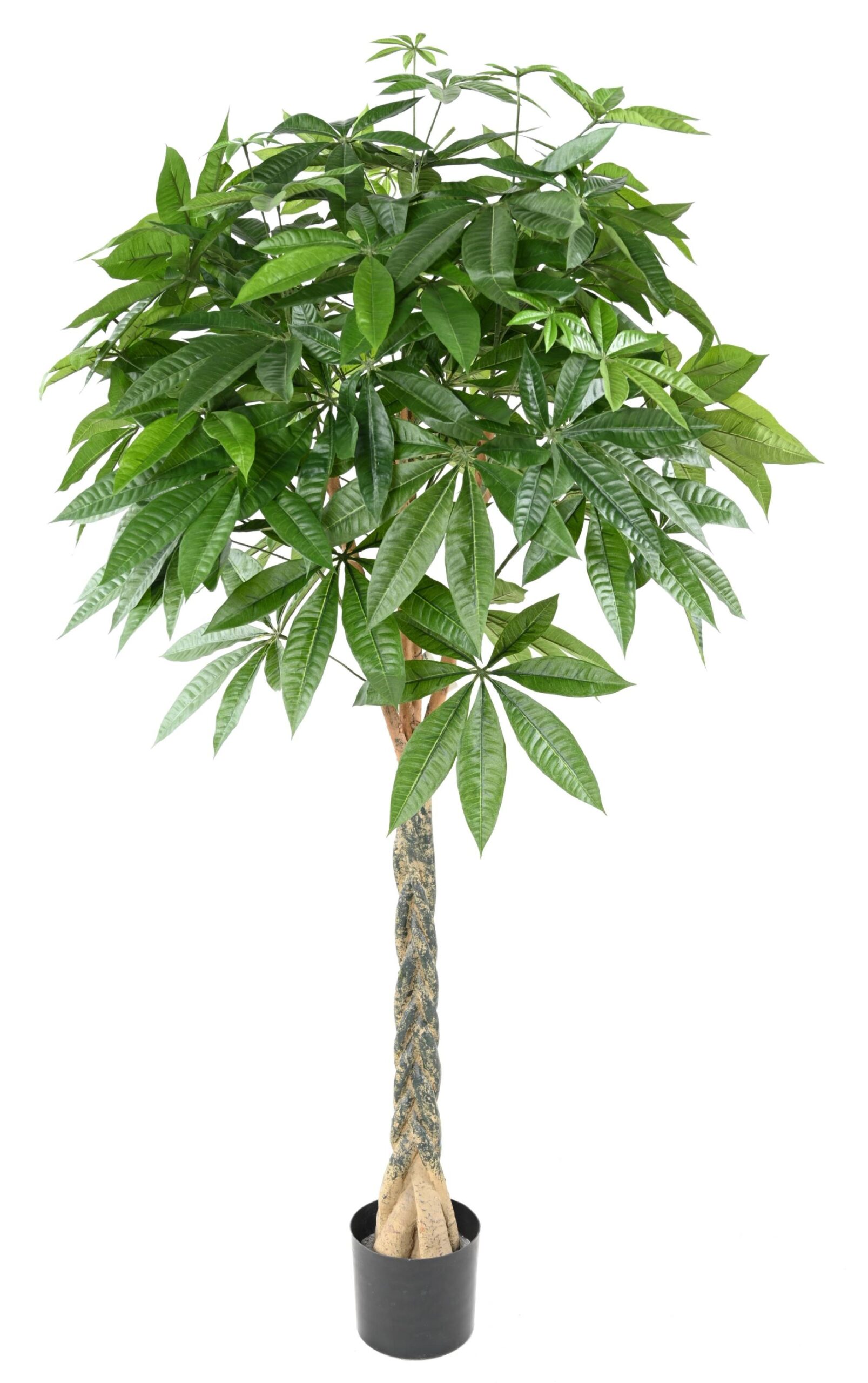 Künstlicher Pachira, ca. 180cm hoch, grün 1 Künstlicher Pachira, ca. 180cm hoch, grün