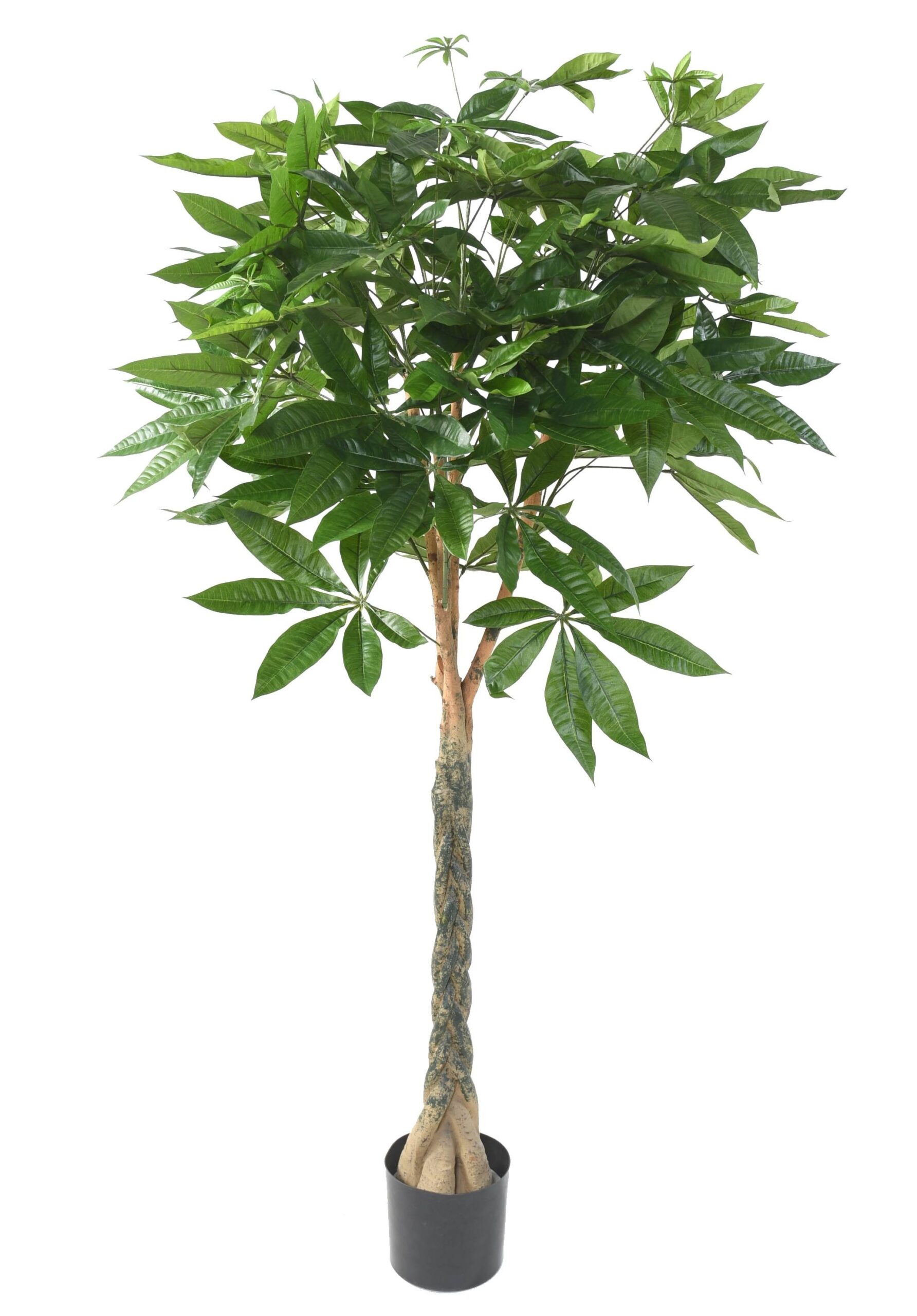 Künstlicher Pachira, ca. 150cm hoch, grün 1 Künstlicher Pachira, ca. 150cm hoch, grün