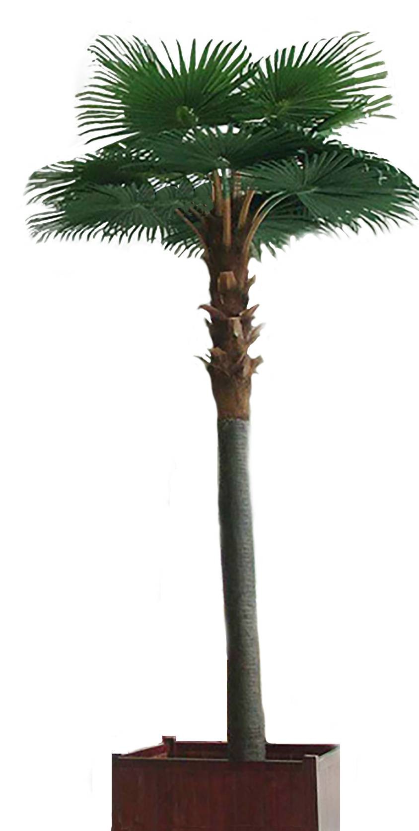 Künstlicher Kamerun-Palmenbaum, ca. 500cm, grün 1 Künstlicher Kamerun-Palmenbaum, ca. 500cm, grün