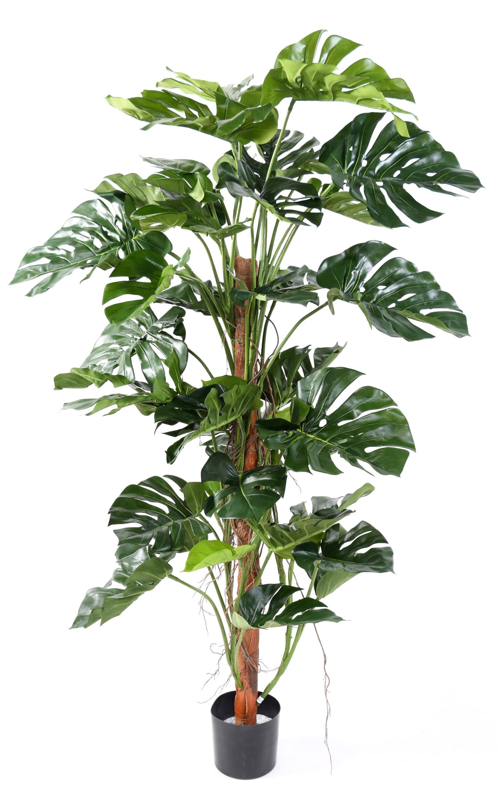Künstlicher Philodendron Monstera, ca. 160cm hoch, grün 1 Künstlicher Philodendron Monstera, ca. 160cm hoch, grün