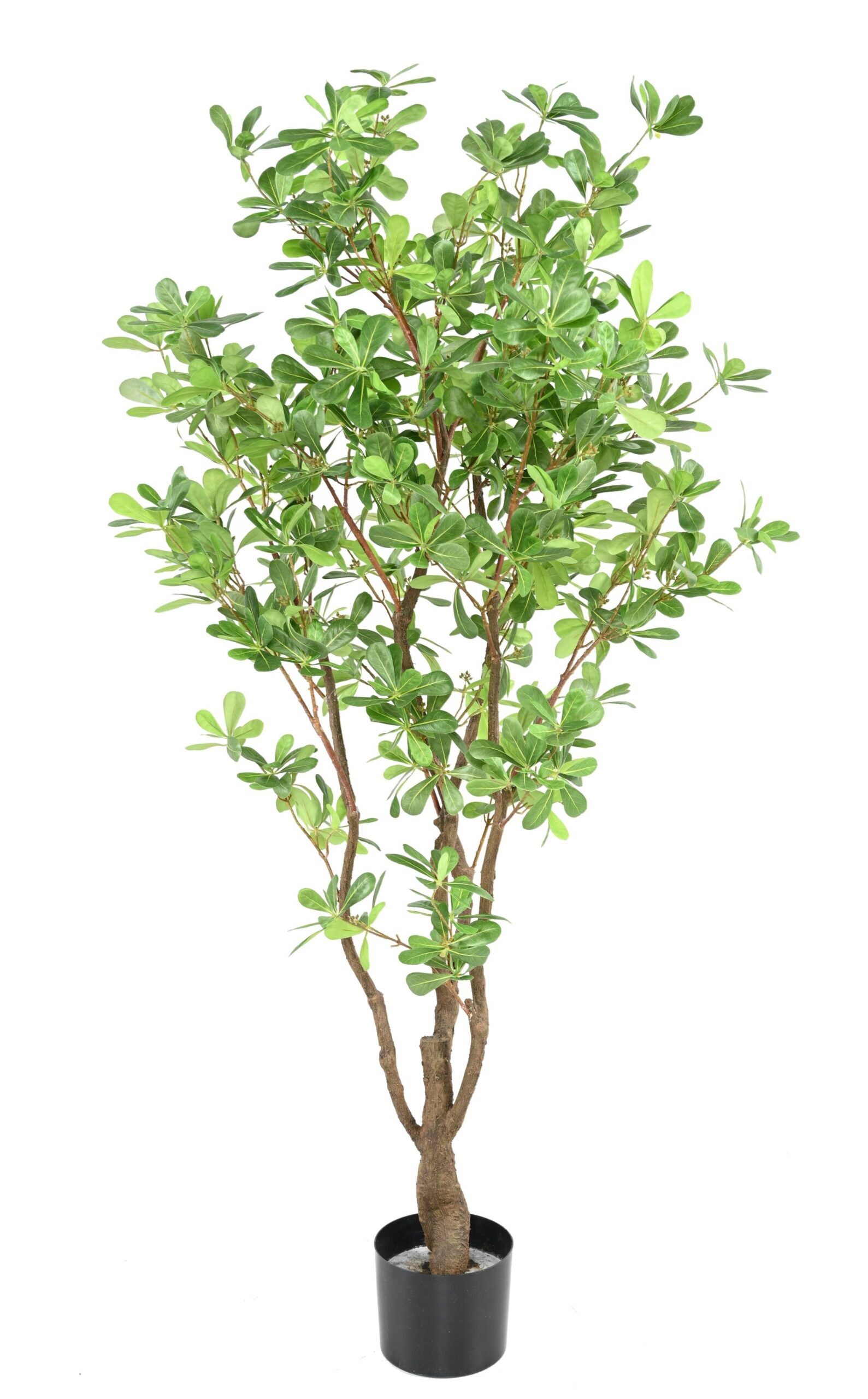 Künstlicher Pittosporum, ca. 150cm hoch, grün 1 Künstlicher Pittosporum, ca. 150cm hoch, grün