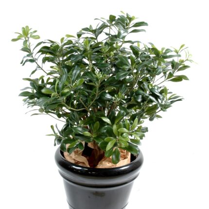 Künstlicher Pittosporum-Busch, ca. 80cm hoch, grün