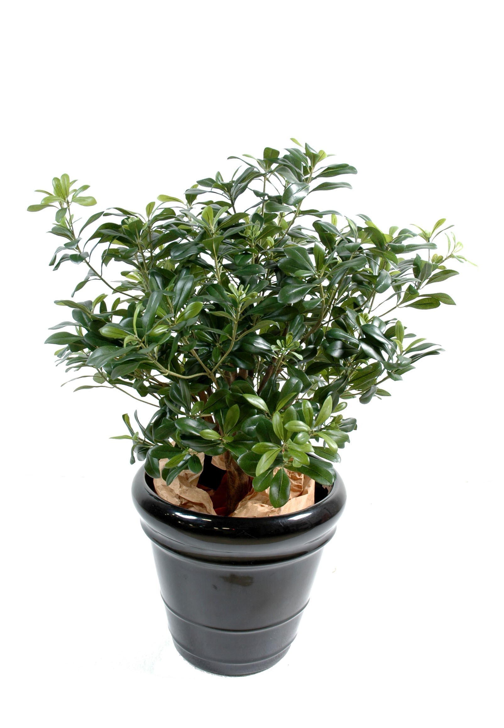 Künstlicher Pittosporum-Busch, ca. 80cm hoch, grün 1 Künstlicher Pittosporum-Busch, ca. 80cm hoch, grün