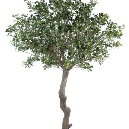 Künstlicher Pittosporum Baum, ca. 260cm hoch, grün