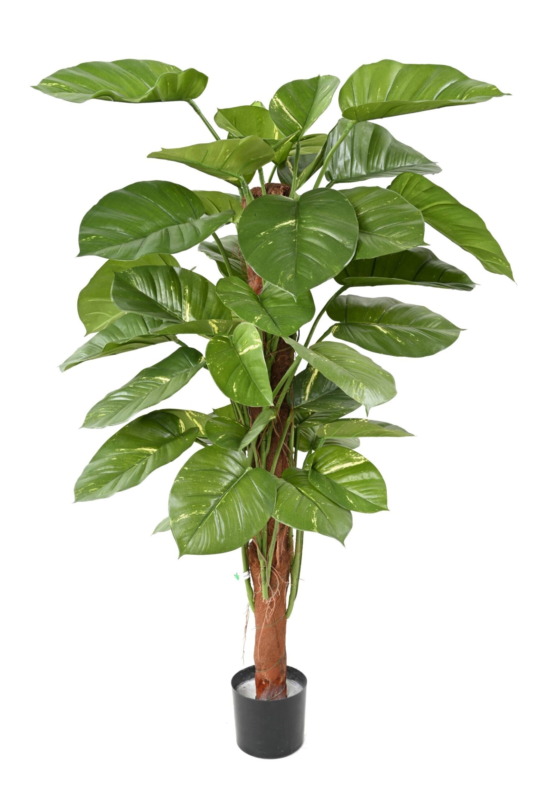 Künstlicher Riesen-Efeu, ca. 150cm hoch, grün-weiß 1 Künstlicher Riesen-Efeu, ca. 150cm hoch, grün-weiß