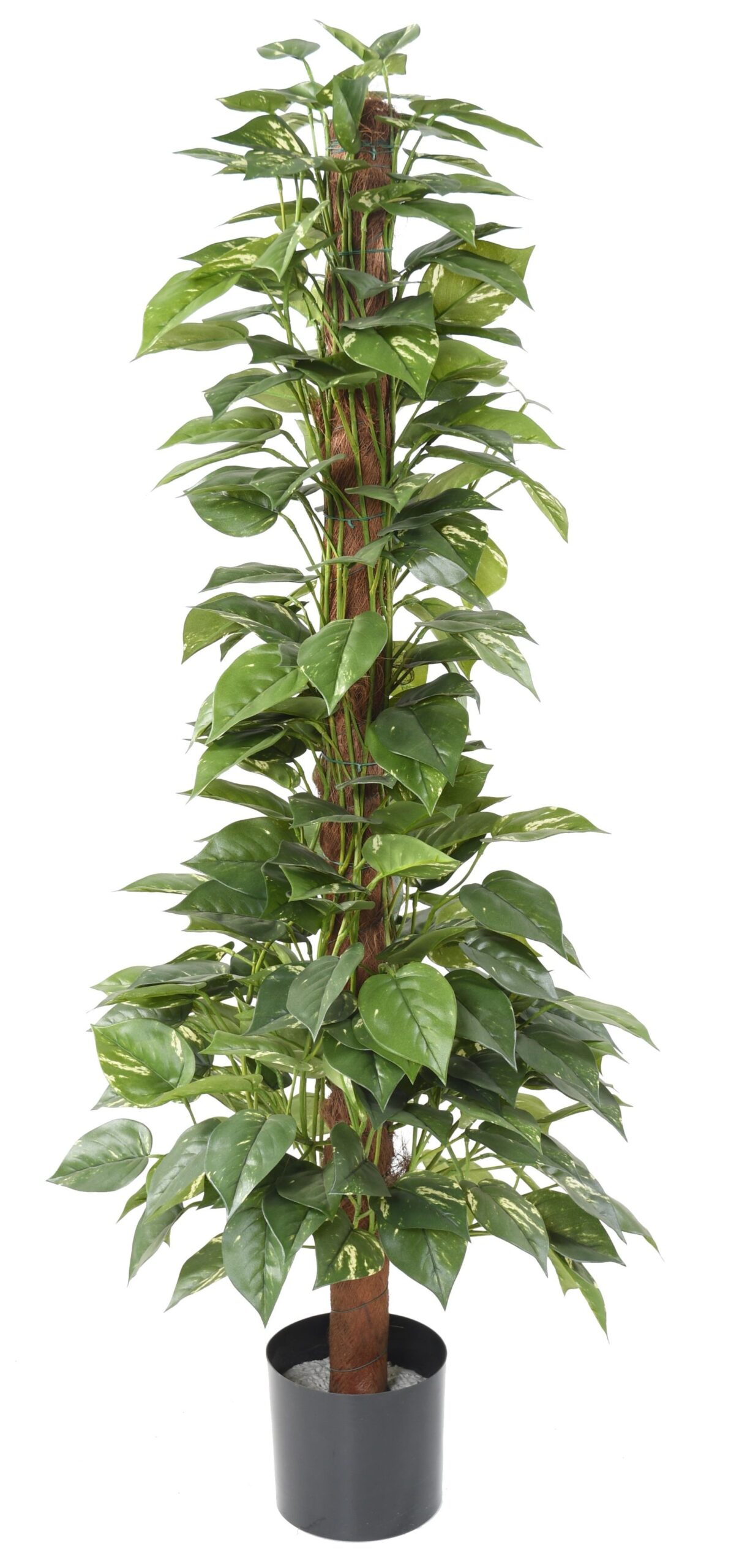 Künstliche Pothos auf Stamm, ca. 130cm hoch 1 Künstliche Pothos auf Stamm, ca. 130cm hoch