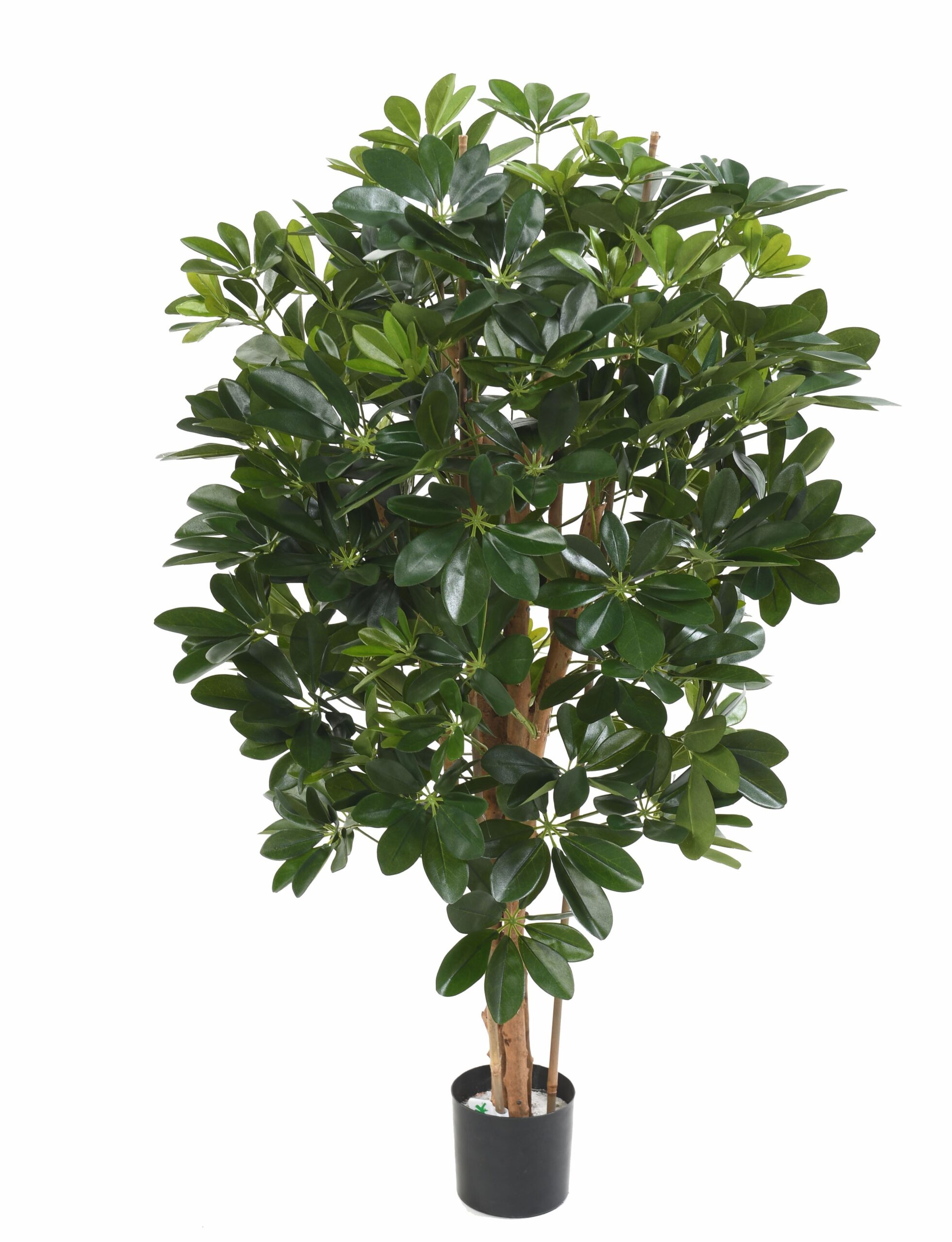 Künstlicher Schefflera, ca. 110cm hoch, grün 1 Künstlicher Schefflera, ca. 110cm hoch, grün