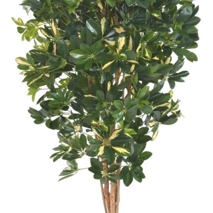 Künstliche Schefflera, ca. 150cm hoch, grün