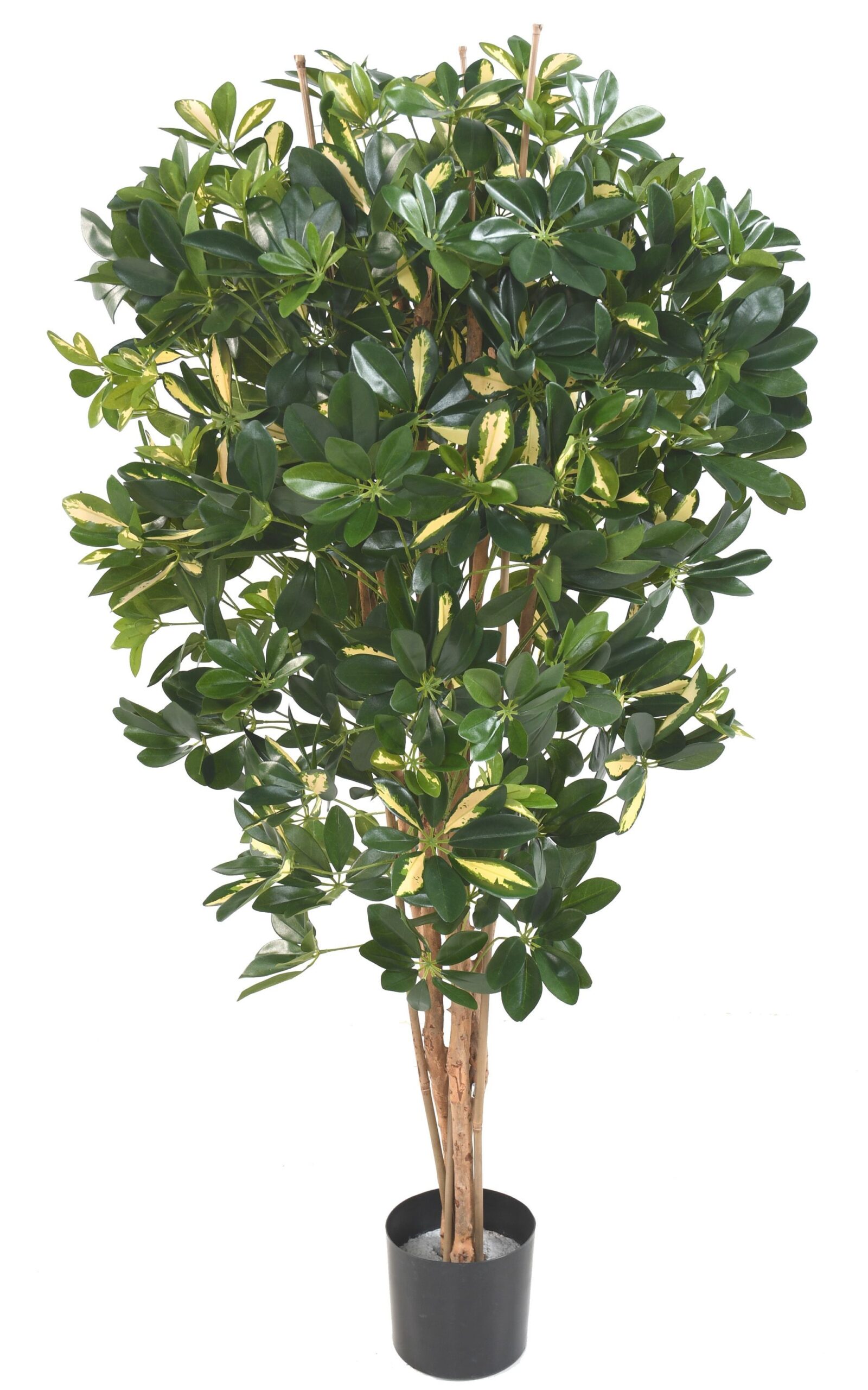 Künstliche Schefflera, ca. 150cm hoch, grün 1 Künstliche Schefflera, ca. 150cm hoch, grün