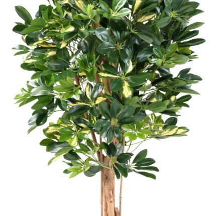 Künstlicher Schefflera, ca. 110cm hoch, grün
