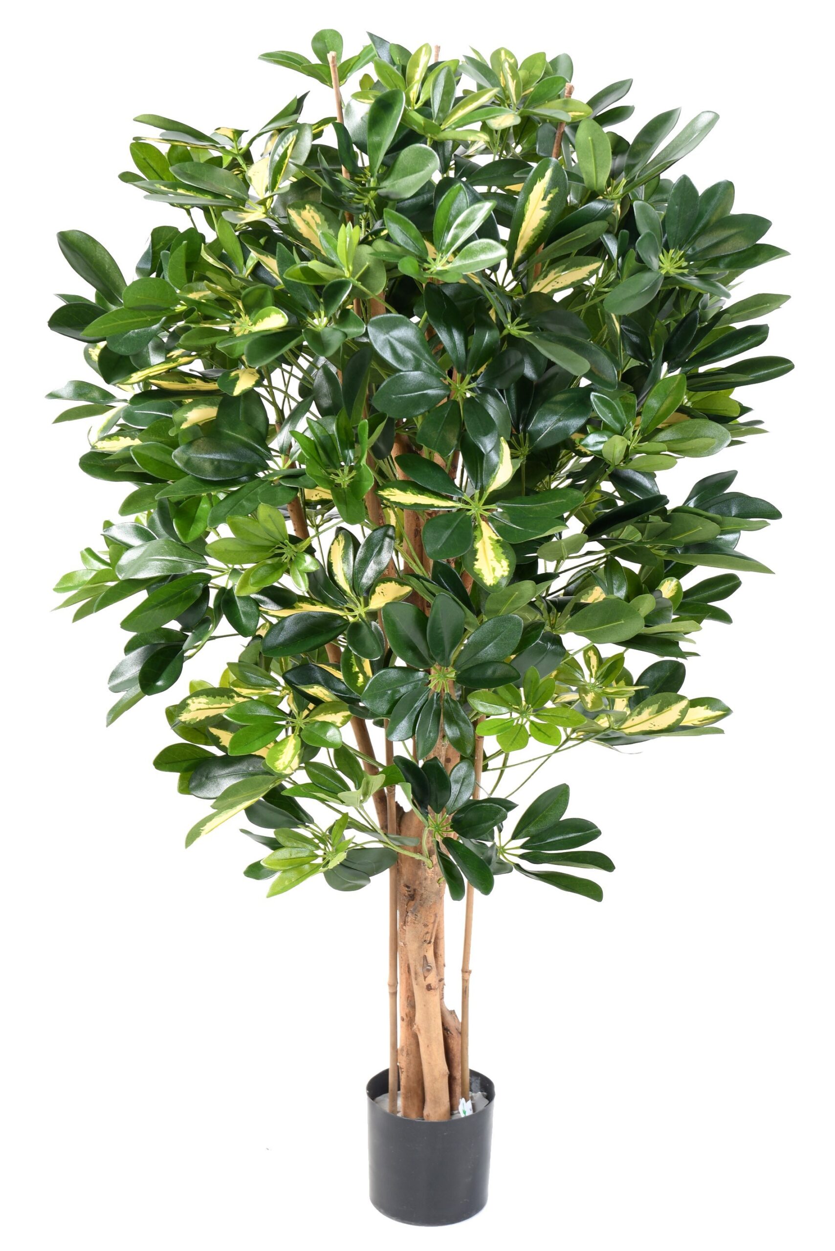 Künstlicher Schefflera, ca. 110cm hoch, grün 1 Künstlicher Schefflera, ca. 110cm hoch, grün