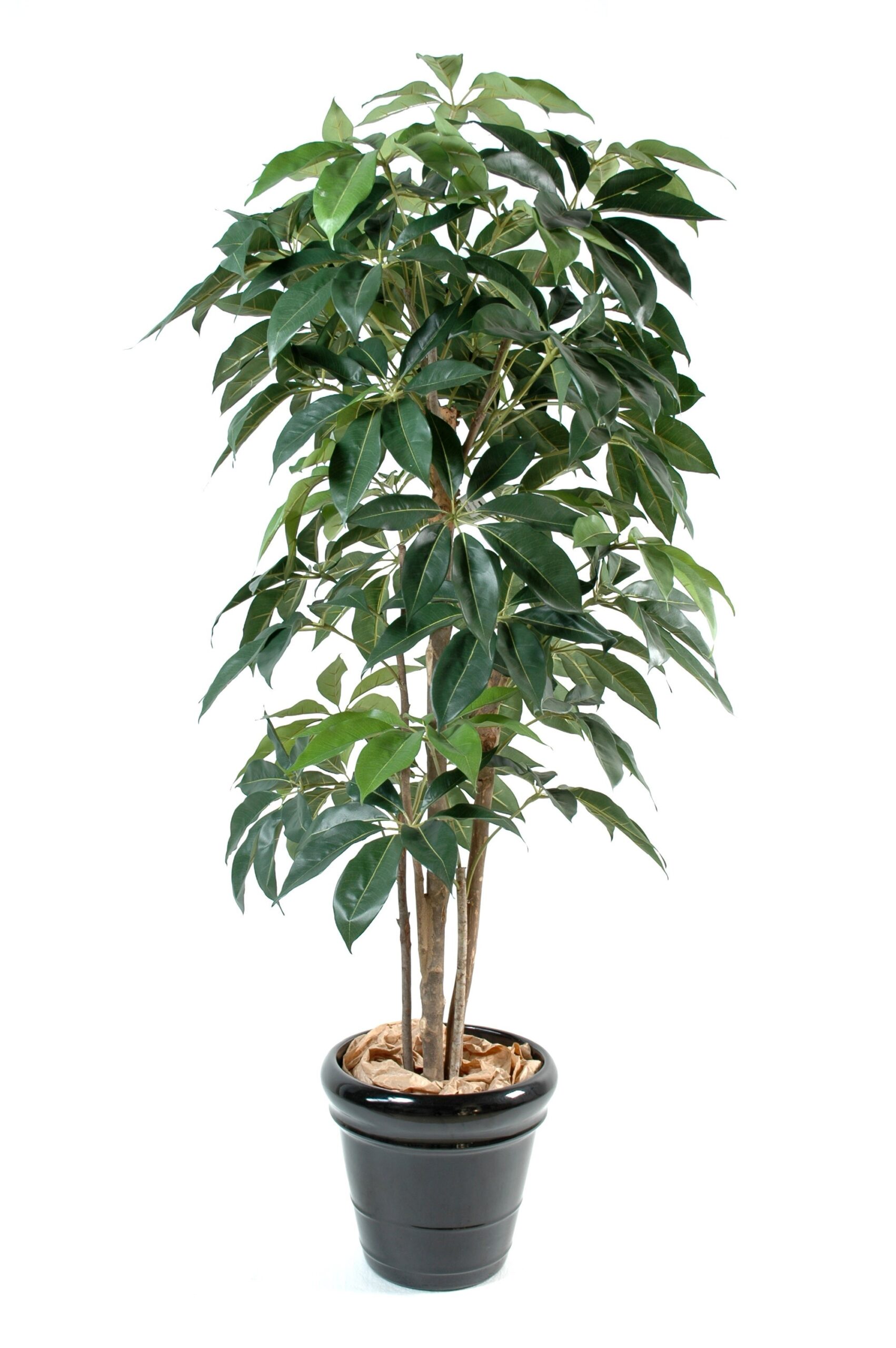 Künstlicher Schefflera Baum, ca. 210cm hoch, grün 1 Künstlicher Schefflera Baum, ca. 210cm hoch, grün