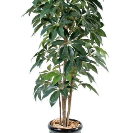 Künstliche Schefflera, ca. 150cm hoch, grün