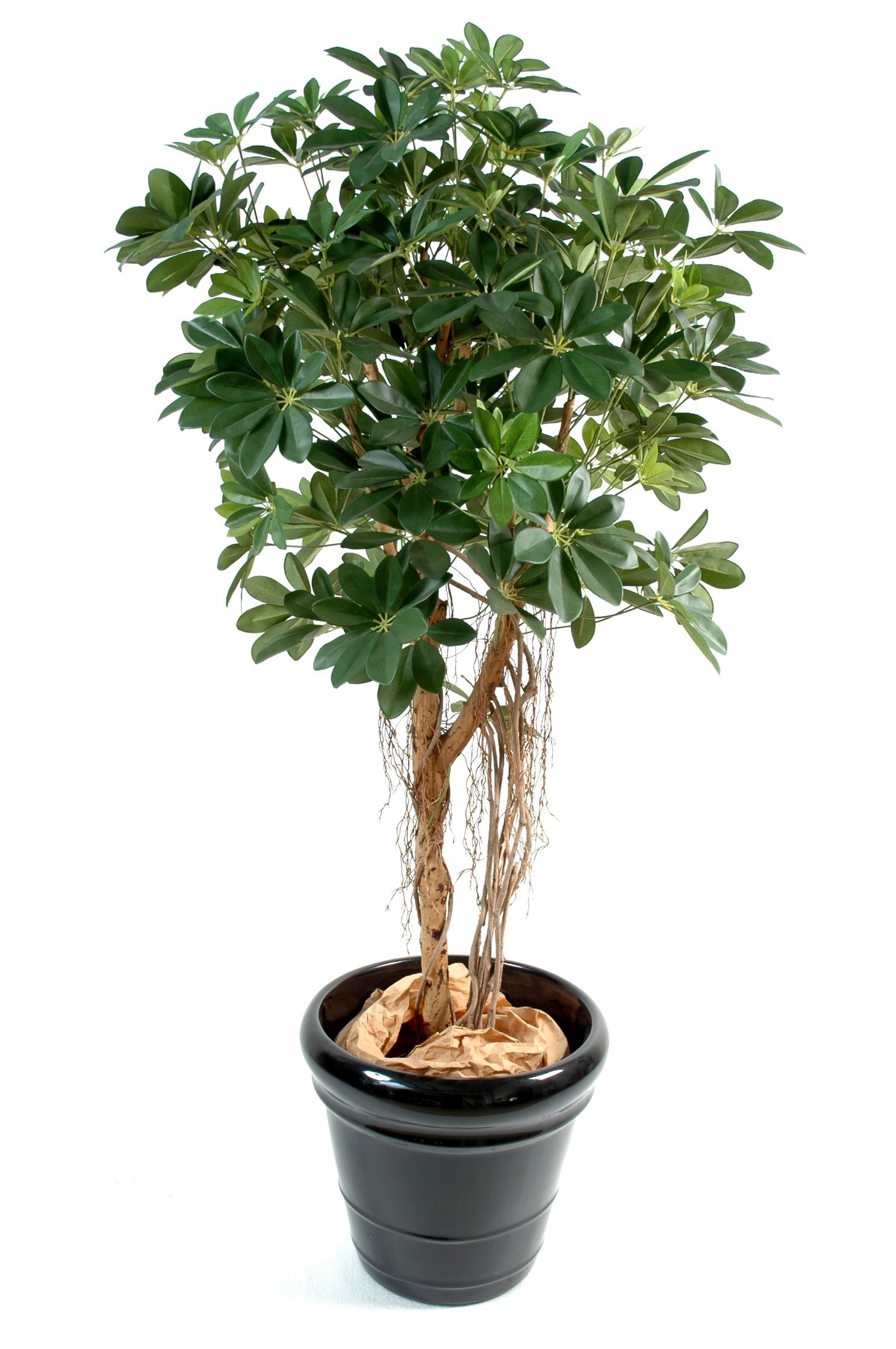 Künstlicher Schefflera-Baum, ca. 150cm hoch, grün 1 Künstlicher Schefflera-Baum, ca. 150cm hoch, grün