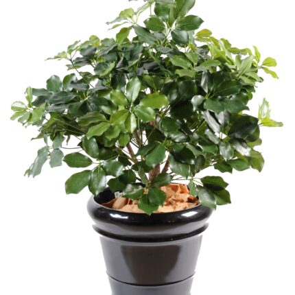 Künstliche Schefflera Exotica, ca. 90cm hoch, grün