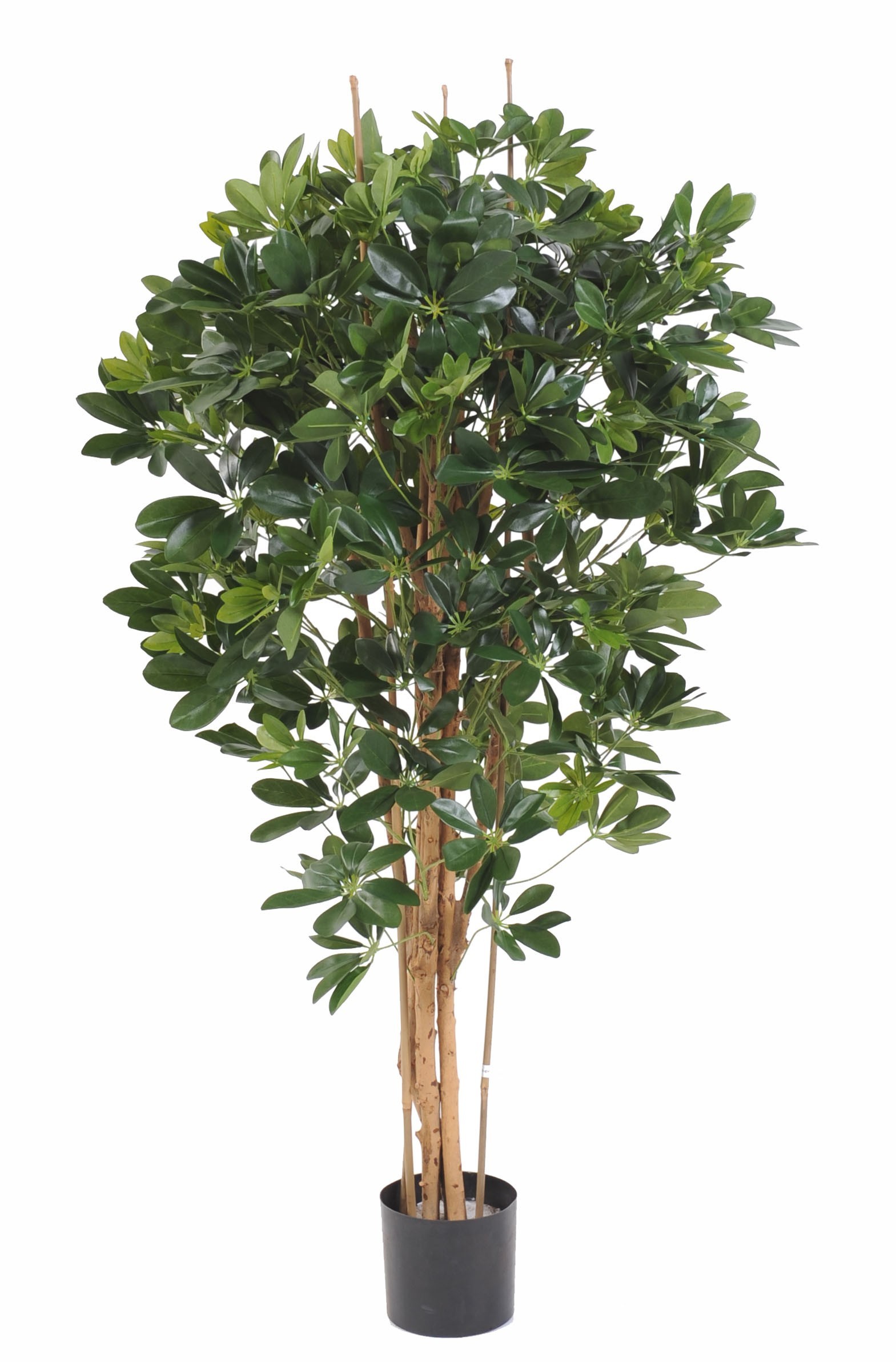Künstliche Schefflera, ca. 150cm hoch, grün 1 Künstliche Schefflera, ca. 150cm hoch, grün