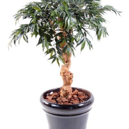 Künstlicher Shirakashi Umbrella, ca. 95cm hoch, grün