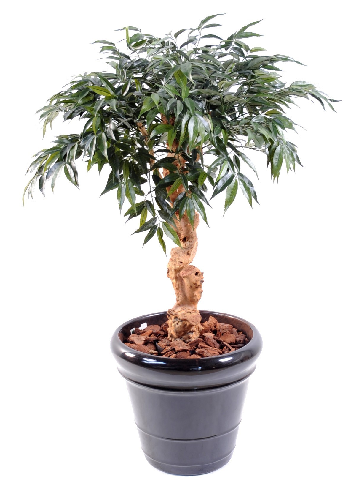 Künstlicher Shirakashi Umbrella, ca. 95cm hoch, grün 1 Künstlicher Shirakashi Umbrella, ca. 95cm hoch, grün