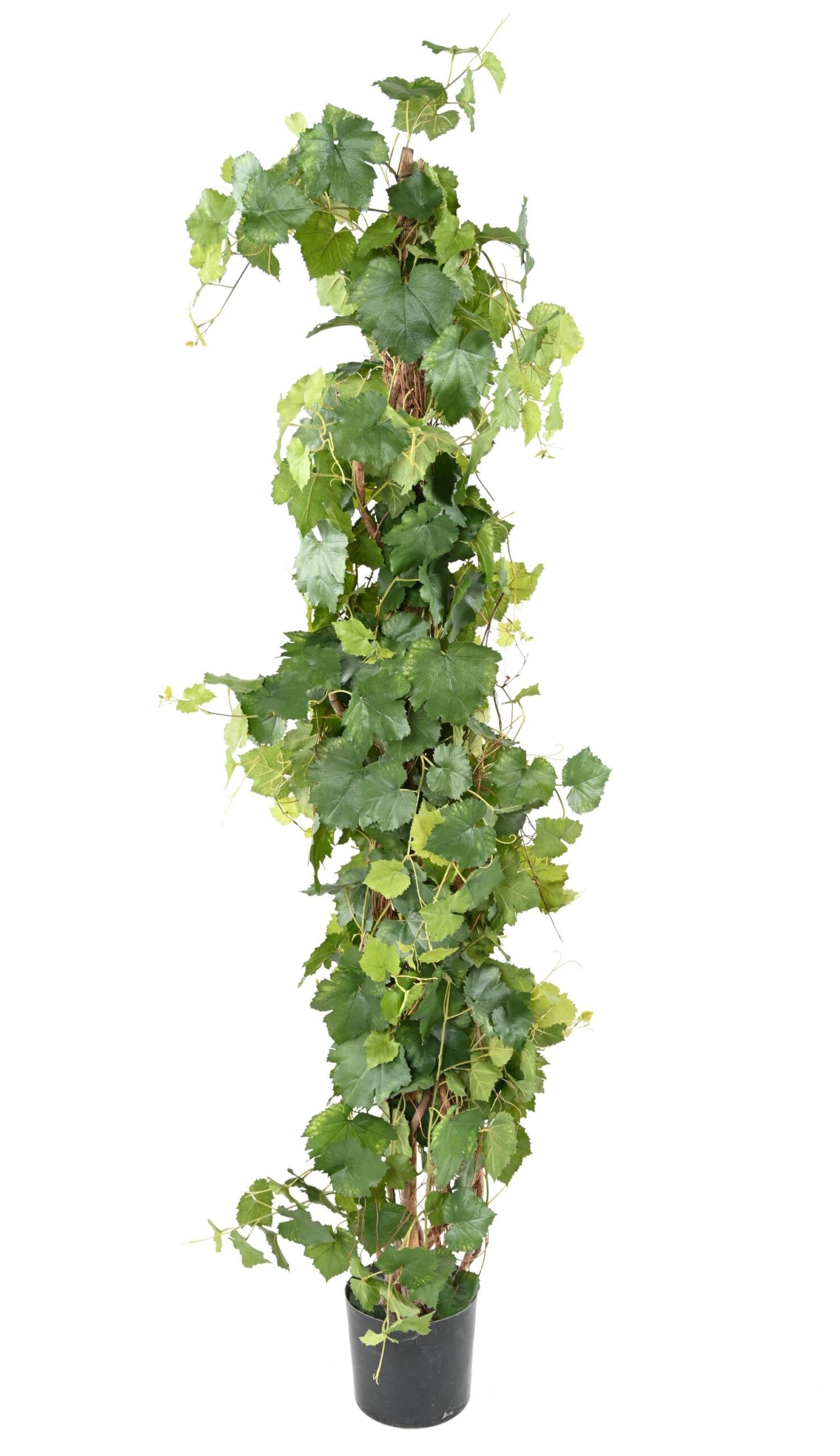 Künstlicher Weinbaum, ca. 140cm hoch, grün 1 Künstlicher Weinbaum, ca. 140cm hoch, grün