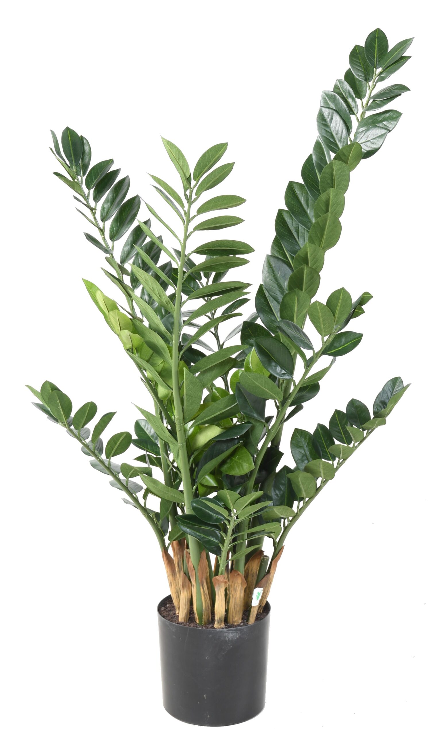 Künstliche Zamia, ca. 110cm hoch, grün 1 Künstliche Zamia, ca. 110cm hoch, grün