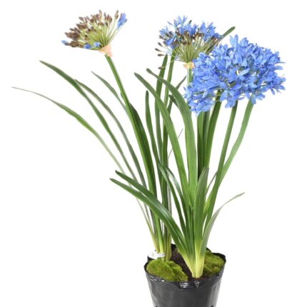 Künstliche Agapanthus, ca 90cm, blau, im Topf