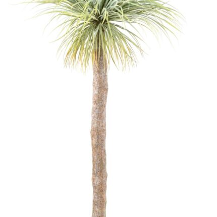 Künstliche Agave: Exotische Deko für Ihr Zuhause