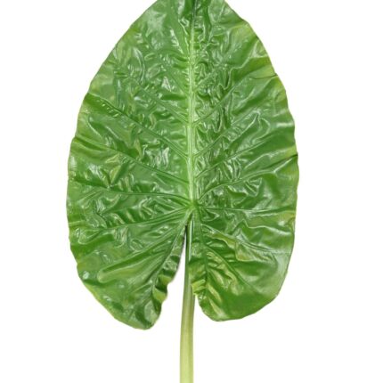 Künstlicher Alocasia Blattzweig, ca 76cm, grün