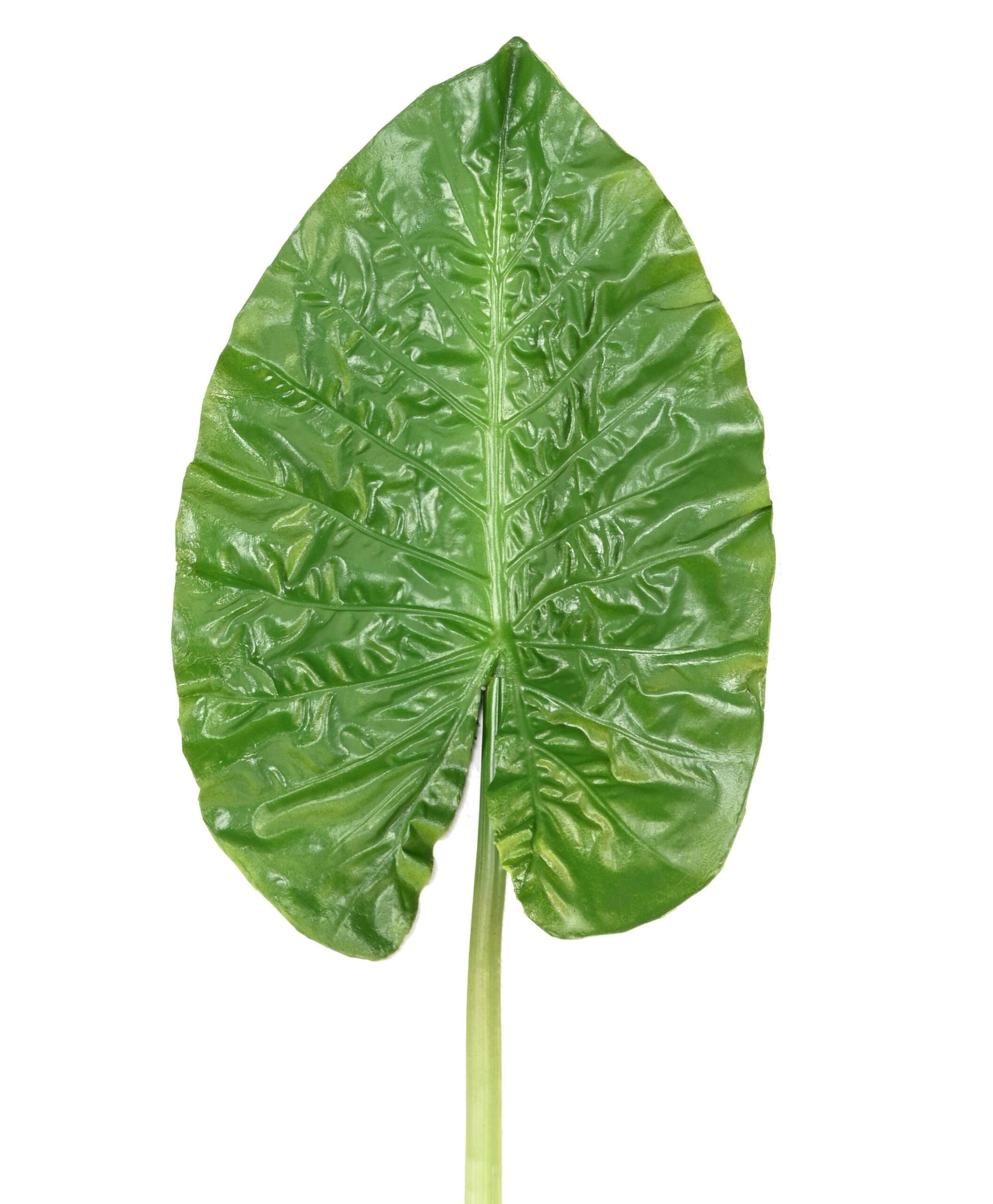 Künstlicher Alocasia Blattzweig, ca 76cm, grün 1 Künstlicher Alocasia Blattzweig, ca 76cm, grün