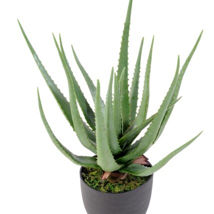 Künstliche Aloe Vera, ca. 60cm hoch, pflegeleicht