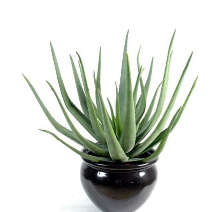Künstliche Aloe Vera, ca. 70cm hoch, pflegeleicht