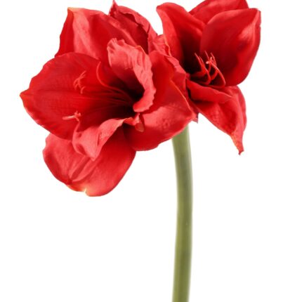 Künstliche Amaryllis, rot, ca. 75cm hoch - Pflegeleicht!
