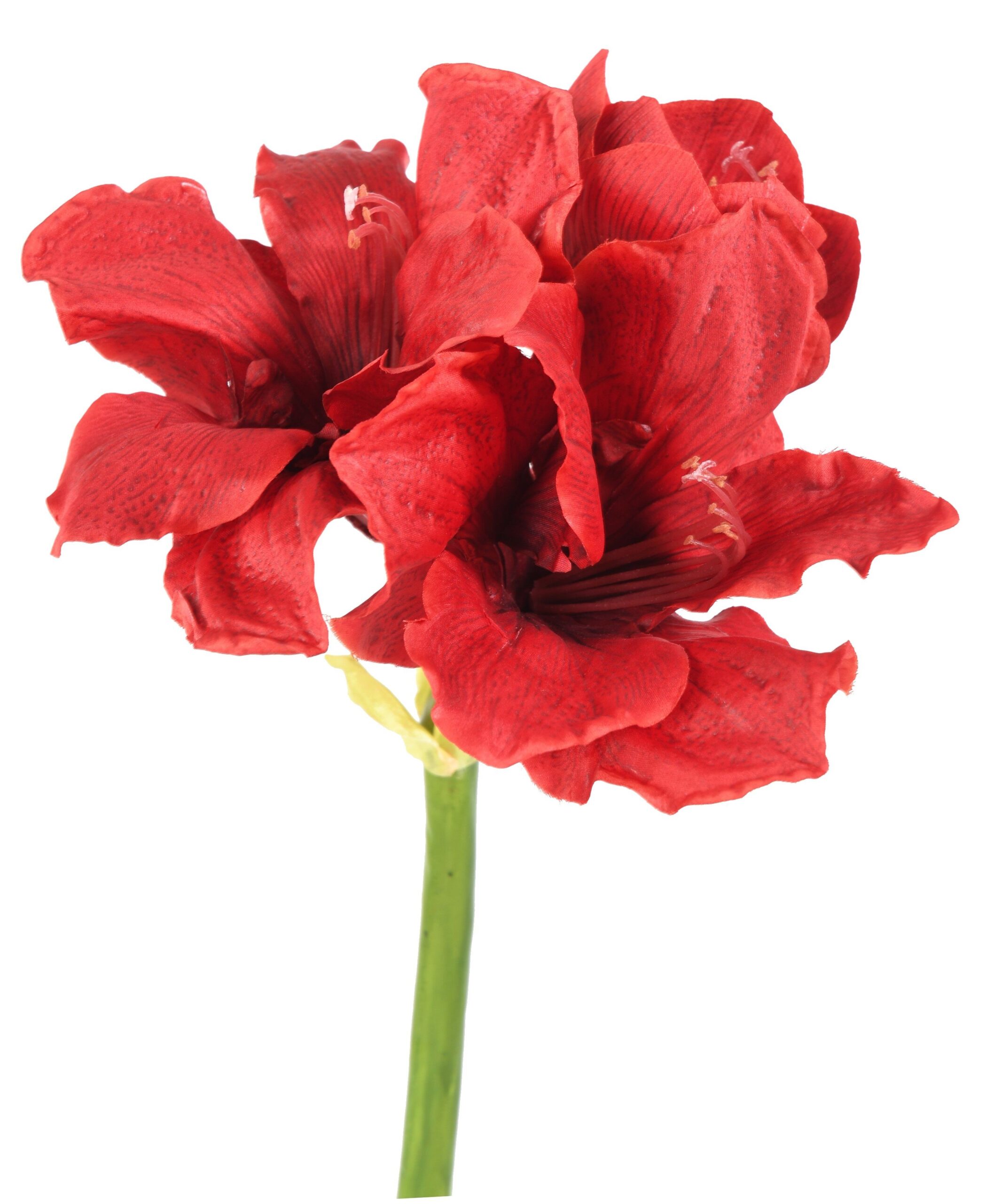 Künstliche Amaryllis, rot, ca. 66cm hoch - Pflegeleicht! 1 Künstliche Amaryllis, rot, ca. 66cm hoch - Pflegeleicht!