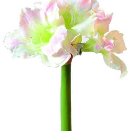 Künstliche Amaryllis, weiß-rosa, ca. 70cm hoch