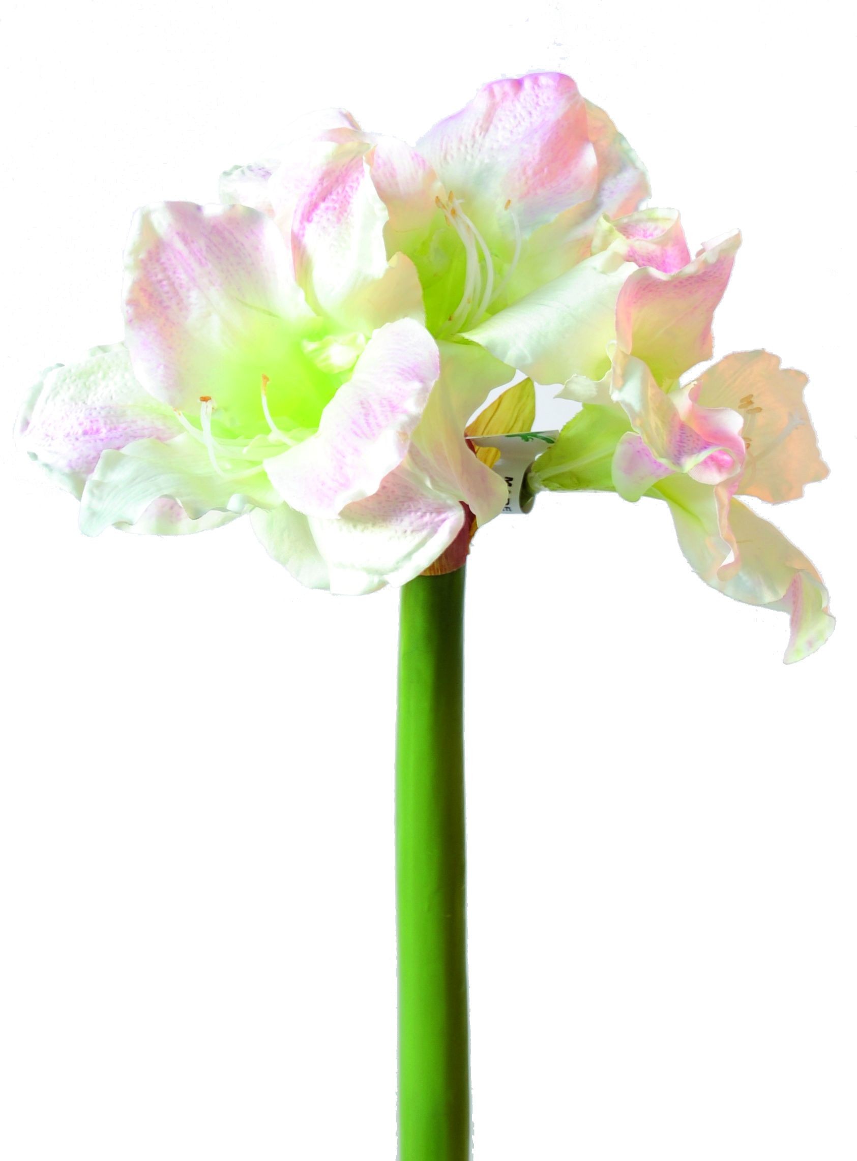 Künstliche Amaryllis, weiß-rosa, ca. 70cm hoch 1 Künstliche Amaryllis, weiß-rosa, ca. 70cm hoch