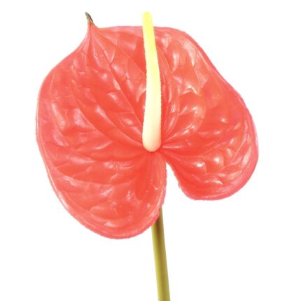 Künstliche Athurium, ca. 58cm hoch