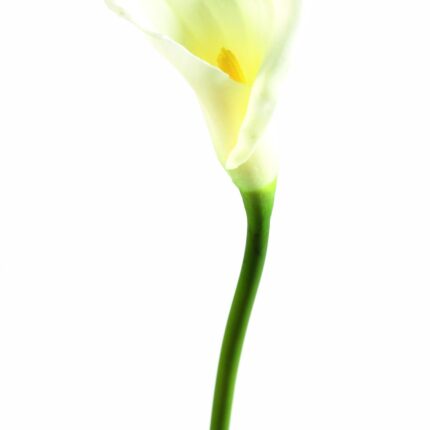 Künstliche Arumblume, weiß, ca. 65cm hoch