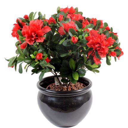 Künstliche Azalee, 35cm, rot-schwarz