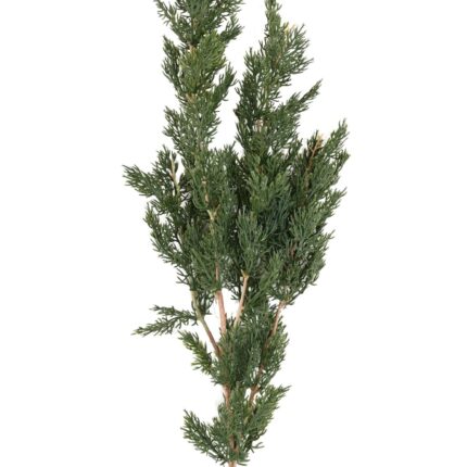 Künstlicher Thuja Zweig, ca 120cm, grün