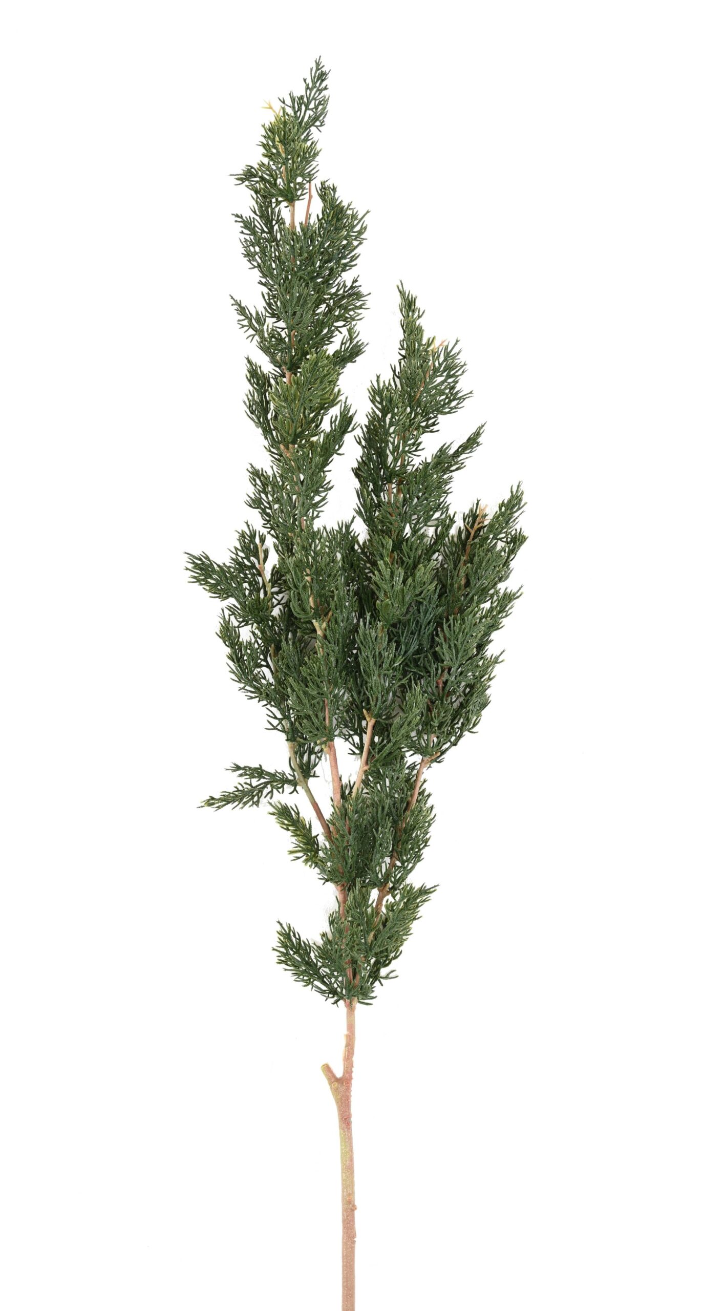 Künstlicher Thuja Zweig, ca 120cm, grün 1 Künstlicher Thuja Zweig, ca 120cm, grün