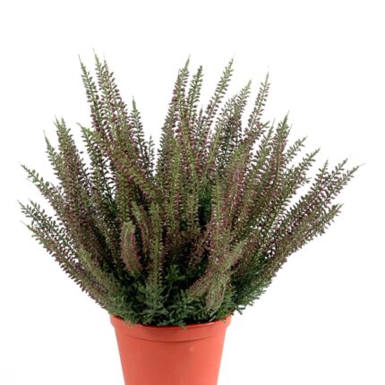 Künstliche Heidekraut-Rose, 35cm, pink - Pflegeleicht!