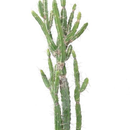 Künstlicher Finger-Kaktus, 140cm hoch, grün