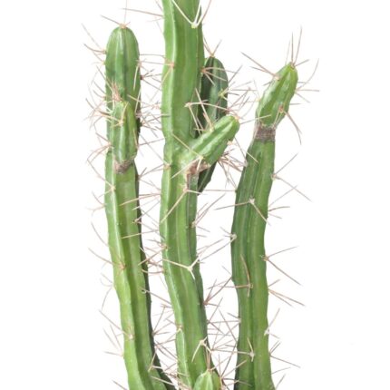 Künstlicher Finger-Kaktus: Pflegeleichte Deko für Ihr Zuhause